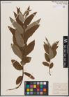 Foto von Salix caprea L. x Salix viminalis L.